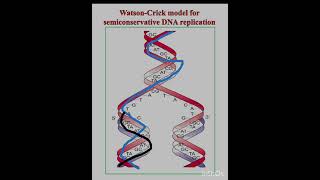 Semiconservative model of DNA replication [upl. by Ahtan]