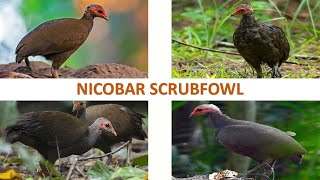 Nicobar Scrubfowl  Megapode  Fowl  Mound Builders [upl. by Ydroj]