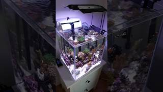 Nano reef tank 49l  12gal [upl. by Erdnaed]