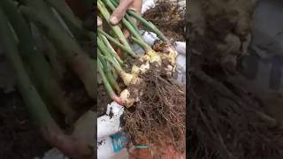 New technique for growing ginger plant ginger gingergrafting farming viral shorts [upl. by Ik736]