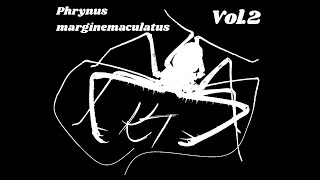 Phrynus marginemaculatus vol 2 [upl. by Surbeck]