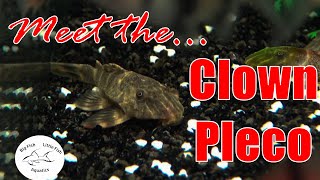 Meet the Clown Pleco L104  Species Profile [upl. by Bindman]