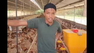 Chicken farm facing destruction [upl. by Carvey]