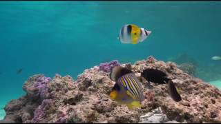 Shark TV  Bora Bora  Diving with manta rays in French Polynesia with Top Dive [upl. by Xuagram669]