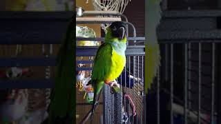 Molly the Nanday Conure  Conversations [upl. by Fafa724]