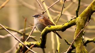 Dunnock Prunella modularis  Heckenbraunelle 07 [upl. by Aitas]