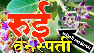 रुई वनस्पतीची माहिती मराठीमध्ये  Giant Calotrope Tree Rui Information In Marathi kuberclasses [upl. by Little]