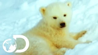 Mother Polar Bear And Her Cubs Come Out Of Hibernation  Wildest Arctic [upl. by Zeiler817]