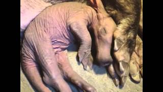 Baby Aardvark at Burgers Zoo Pt 2 [upl. by Johnny257]