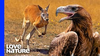 Australias Largest Eagle Attacks Kangaroo [upl. by Aneem]