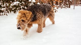 Airedale Terriers amp Their Response to Strangers [upl. by Warila]