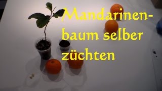 Mandarinenbaum selber ziehen züchten pflanzen so wirds gemacht Mandarinenkern einpflanzen [upl. by Linskey387]