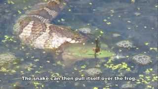 Northern Water Snake Eating BIG BULLFROG [upl. by Esiocnarf]