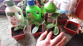 Complete Guide for Growing Cucumbers Seed Starting Transplanting Fertilizing Trellsing amp Pests [upl. by Ennaegroeg376]