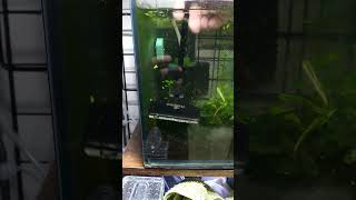 Cleaning the shrimp tank 🧹🦐 neocaridina cherryshrimp aquariumhobby fishkeeping [upl. by Kered568]