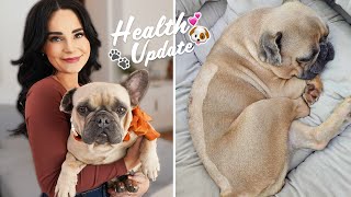 My Dog Had Emergency Surgery  IVDD What You Need to Know [upl. by Nohsal]