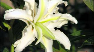 New Double Rose Oriental Lilies [upl. by Scheck149]