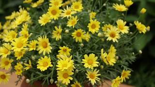 Golden Butterfly Argyranthemum [upl. by Milks]