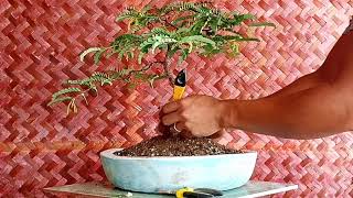 Tamarind Bonsai Repotting Wiring amp Trimming [upl. by Roban]