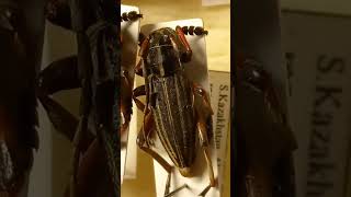 Longhorn Beetles Cerambycidae amp Friends in Insect Collection Kyiv Ukraine amp Kazakhstan [upl. by Elyrrad]