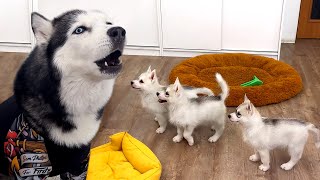 Talking Husky Teaches Tiny Puppies to Sing [upl. by Storfer600]