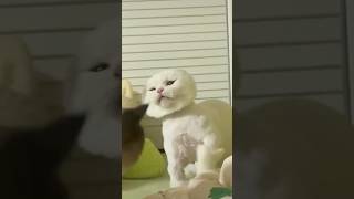 Poor Kitty Got Shaved  CatSurgery Cats lol FunnyCats CatLife PetHumor CatAntics catlover [upl. by Stich]