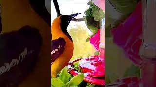 The REAL Difference Between Oriole Species for Bird Watchers Hummingbird [upl. by Man]