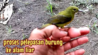 begini proses pelepasan burung ke alam bebas [upl. by Akilat]