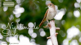 Nightingale song  relaxing bird sounds [upl. by Steel]