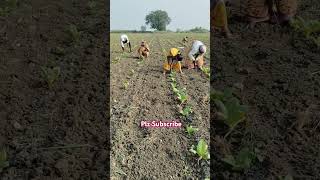 Chukka bottu pettukoni agriculture farming raithukastalu youtubeshorts song [upl. by Celesta]