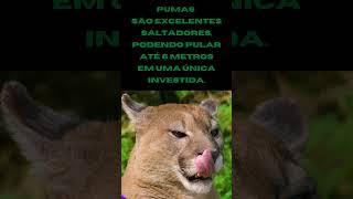 PUMA O CAÇADOR SILINCIOSO DAS AMÉRICAS [upl. by Etna612]