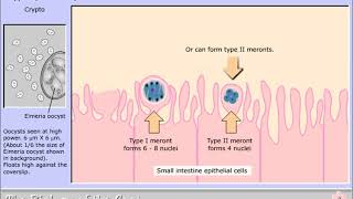 Life cycle of Cryptosporidium parvum [upl. by Reteid]