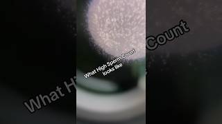 This is what high sperm count looks like  fertility infertility sperm semenhealth [upl. by Anomor]