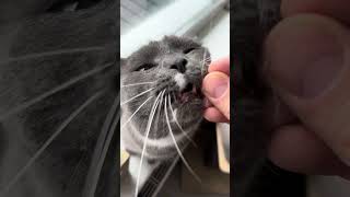 3 subtile Zeichen Katzen Liebe 1 CatInfo cat katze catsofyoutube [upl. by Alahs56]