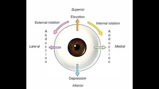 Extra Ocular muscle in short [upl. by Nevanod812]