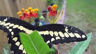 Giant Swallowtail Butterfly fun to watch [upl. by Jowett402]