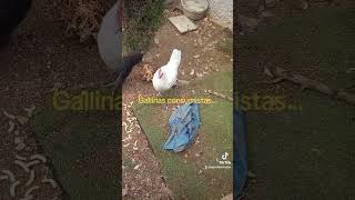 Gallinas consumistas  que no comunistas [upl. by Oloap]