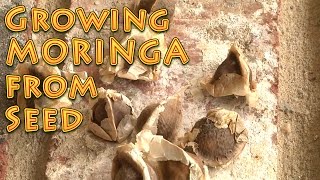 Growing Moringa From Seed A How To Video [upl. by Adnomal]