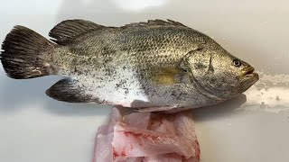 Atlantic tripletail fish cutting skillskural mass  kareepettifullvideowatch [upl. by Gregory]