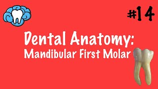 Dental Anatomy  Mandibular First Molar  INBDE [upl. by Edee821]