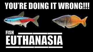 How To Euthanize A Fish Humanely CMP [upl. by Eustacia956]