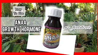 HOW TO USE ANAA GROWTH HORMONE AS FERTILIZER [upl. by Clovah]