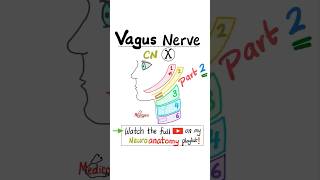 Vagus Nerve  10th Cranial Nerve  CN X  Neuroanatomy Part 2 anatomy science nurse mbbs [upl. by Alenson385]