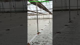 Greenhousefarming organicfarming shorts rajasthan tonk polyhouse agriculture trending [upl. by Moynahan291]