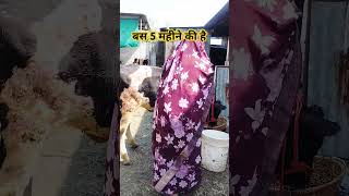 5 Month Ki Bachiya l dairy farm l hf cow l newsong cow dairycows [upl. by Aztinaj605]