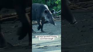 Bairds Tapir Ranking animals facts wildlife nature [upl. by Noslien]