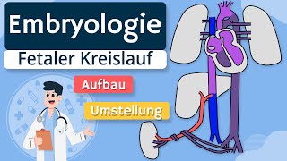 Embryologie  Fetaler Kreislauf einfach erklärt [upl. by Niriam]