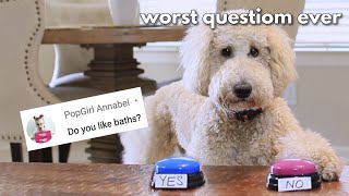 My Dog Answers Fans Questions Using Talking Buttons [upl. by Ialokin829]