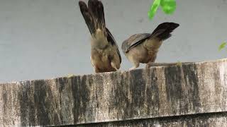 Jungle babbler with catch [upl. by Austine]