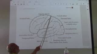 Neuroanatomy 60  Cerebrum  part 3  by Dr Wahdan [upl. by Nnire516]